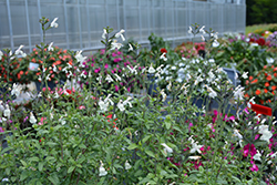 Heatwave Glimmer Sage (Salvia 'EGGBEN003') at Lakeshore Garden Centres