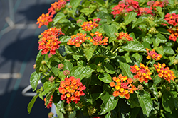 Heartland Red Lantana (Lantana 'Heartland Red') at Lakeshore Garden Centres
