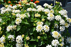 Heartland White Lantana (Lantana 'Heartland White') at Lakeshore Garden Centres