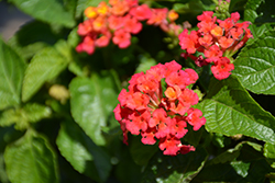 Heartland Really Red Lantana (Lantana 'Heartland Really Red') at Lakeshore Garden Centres