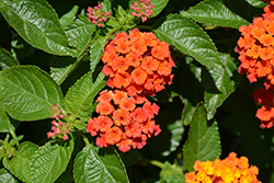 Heartland Orange Lantana (Lantana 'Heartland Orange') at Lakeshore Garden Centres