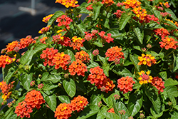 Heartland Orange Lantana (Lantana 'Heartland Orange') at Lakeshore Garden Centres