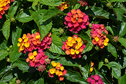Heartland Lemon Lantana (Lantana 'Heartland Neon') at Lakeshore Garden Centres
