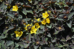 Midnight Sun Moneywort (Lysimachia 'Midnight Sun') at Lakeshore Garden Centres
