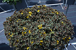 Midnight Sun Moneywort (Lysimachia 'Midnight Sun') at Lakeshore Garden Centres