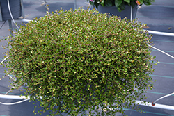 Wire Vine (Muehlenbeckia complexa) at Lakeshore Garden Centres