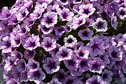 Durabloom Blue Vein Petunia (Petunia 'Durabloom Blue Vein') at Lakeshore Garden Centres