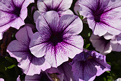 Durabloom Blue Vein Petunia (Petunia 'Durabloom Blue Vein') at Lakeshore Garden Centres