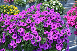Durabloom Electric Lilac Petunia (Petunia 'Durabloom Electric Lilac') at Lakeshore Garden Centres