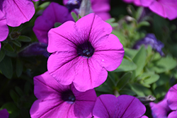 Durabloom Electric Lilac Petunia (Petunia 'Durabloom Electric Lilac') at Lakeshore Garden Centres