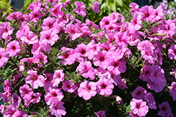 Durabloom Royal Pink Petunia (Petunia 'Durabloom Royal Pink') at Lakeshore Garden Centres