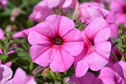 Durabloom Royal Pink Petunia (Petunia 'Durabloom Royal Pink') at Lakeshore Garden Centres