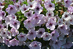 Durabloom Silver Petunia (Petunia 'Durabloom Silver') at Lakeshore Garden Centres