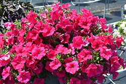 Durabloom Watermelon Petunia (Petunia 'Durabloom Watermelon') at Lakeshore Garden Centres