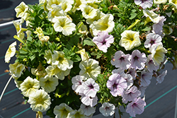 Surprise Yellowstone Forever Petunia (Petunia 'Surprise Yellowstone Forever') at Lakeshore Garden Centres