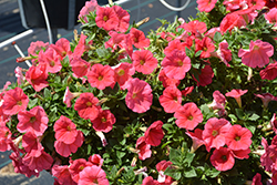 Potunia Plus Coral Petunia (Petunia 'Potunia Plus Coral') at Lakeshore Garden Centres