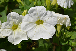 Potunia Plus White Petunia (Petunia 'Potunia Plus White') at Lakeshore Garden Centres