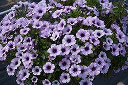 Piccola Blue Ice Petunia (Petunia 'Piccola Blue Ice') at Lakeshore Garden Centres