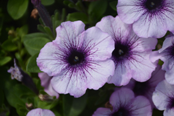 Piccola Blue Ice Petunia (Petunia 'Piccola Blue Ice') at Lakeshore Garden Centres