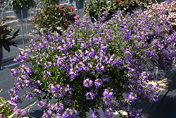 Scala Blue Fan Flower (Scaevola aemula 'Scala Blue') at Lakeshore Garden Centres