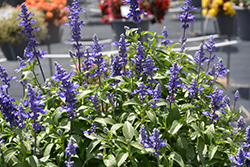 Icon Dark Blue Salvia (Salvia 'Icon Dark Blue') at Lakeshore Garden Centres