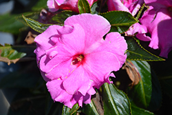 Roller Coaster Valravn Violet Impatiens (Impatiens 'Roller Coaster Valravn Violet') at Lakeshore Garden Centres