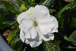 Roller Coaster White Lightning Impatiens (Impatiens 'Roller Coaster White Lightning') at Lakeshore Garden Centres