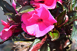 MegaGuinea Purple New Guinea Impatiens (Impatiens 'MegaGuinea Purple') at Lakeshore Garden Centres