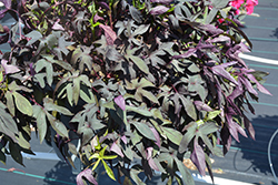 FloraMia Black Sweet Potato Vine (Ipomoea batatas 'Flora Mia Black') at Lakeshore Garden Centres