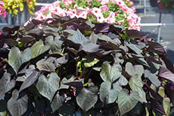Floramia Cameo Sweet Potato Vine (Ipomoea batatas 'Flora Mia Cameo') at Lakeshore Garden Centres