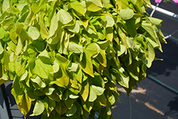 Floramia Limon Wedge Sweet Potato Vine (Ipomoea batatas 'Flora Mia Limon Wedge') at Lakeshore Garden Centres