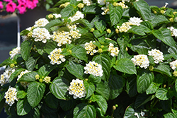 Havana Full Moon Lantana (Lantana 'Havana Full Moon') at Lakeshore Garden Centres