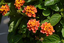 Havana Harvest Moon 2022 Lantana (Lantana 'Havana Harvest Moon') at Lakeshore Garden Centres
