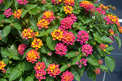 Havana Pink Sky Lantana (Lantana 'Havana Pink Sky') at Lakeshore Garden Centres