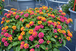 Havana Pink Sky Lantana (Lantana 'Havana Pink Sky') at Lakeshore Garden Centres