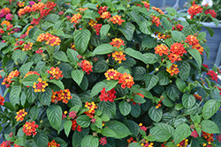 Havana Red Sky Lantana (Lantana 'Havana Red Sky') at Lakeshore Garden Centres
