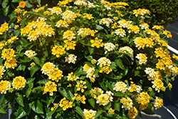 Havana Sunshine Lantana (Lantana 'Havana Sunshine') at Lakeshore Garden Centres