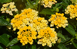 Havana Sunshine Lantana (Lantana 'Havana Sunshine') at Lakeshore Garden Centres