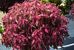 Stained Glassworks Luminesce Coleus (Solenostemon scutellarioides 'Luminesce') at Lakeshore Garden Centres