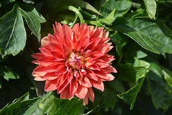 Dahlinova Hypnotica Orange Dahlia (Dahlia 'Hypnotica Orange') at Lakeshore Garden Centres