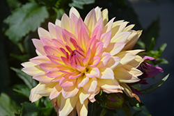 MegaBoom Passion Fruit Dahlia (Dahlia 'MegaBoom Passion Fruit') at Lakeshore Garden Centres