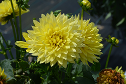XXL Durango Dahlia (Dahlia 'XXL Durango') at Lakeshore Garden Centres