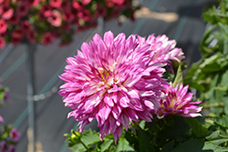XXL Veracruz Dahlia (Dahlia 'XXL Veracruz') at Lakeshore Garden Centres