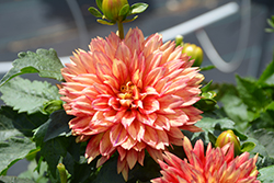 XXL Tabasco Dahlia (Dahlia 'XXL Tabasco') at Lakeshore Garden Centres