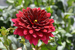 XXL Taxco Dahlia (Dahlia 'XXL Taxco') at Lakeshore Garden Centres