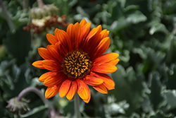 Pumpkin Pie African Daisy (Arctotis 'Archnah') at Lakeshore Garden Centres