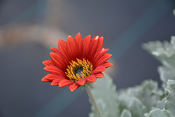 Cherry Frost African Daisy (Arctotis 'Cherry Frost') at Lakeshore Garden Centres