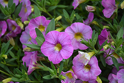 Rainbow Flamingo Flair Calibrachoa (Calibrachoa 'Rainbow Flamingo Flair') at Lakeshore Garden Centres