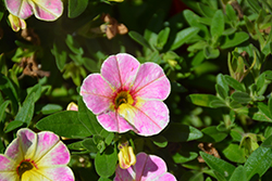 Aloha Nani Pink Blush Calibrachoa (Calibrachoa 'Aloha Nani Pink Blush') at Lakeshore Garden Centres