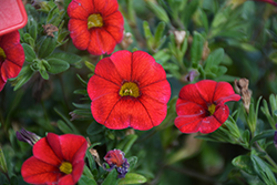 Bloomtastic Red Calibrachoa (Calibrachoa 'Bloomtastic Red') at Lakeshore Garden Centres